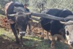 Aydın dağlarının sarp arazisinde eski usul tarım yapılıyor