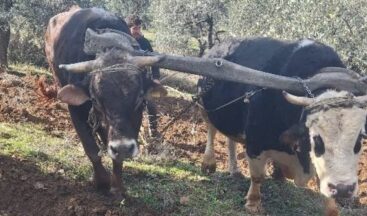 Aydın dağlarının sarp arazisinde eski usul tarım yapılıyor